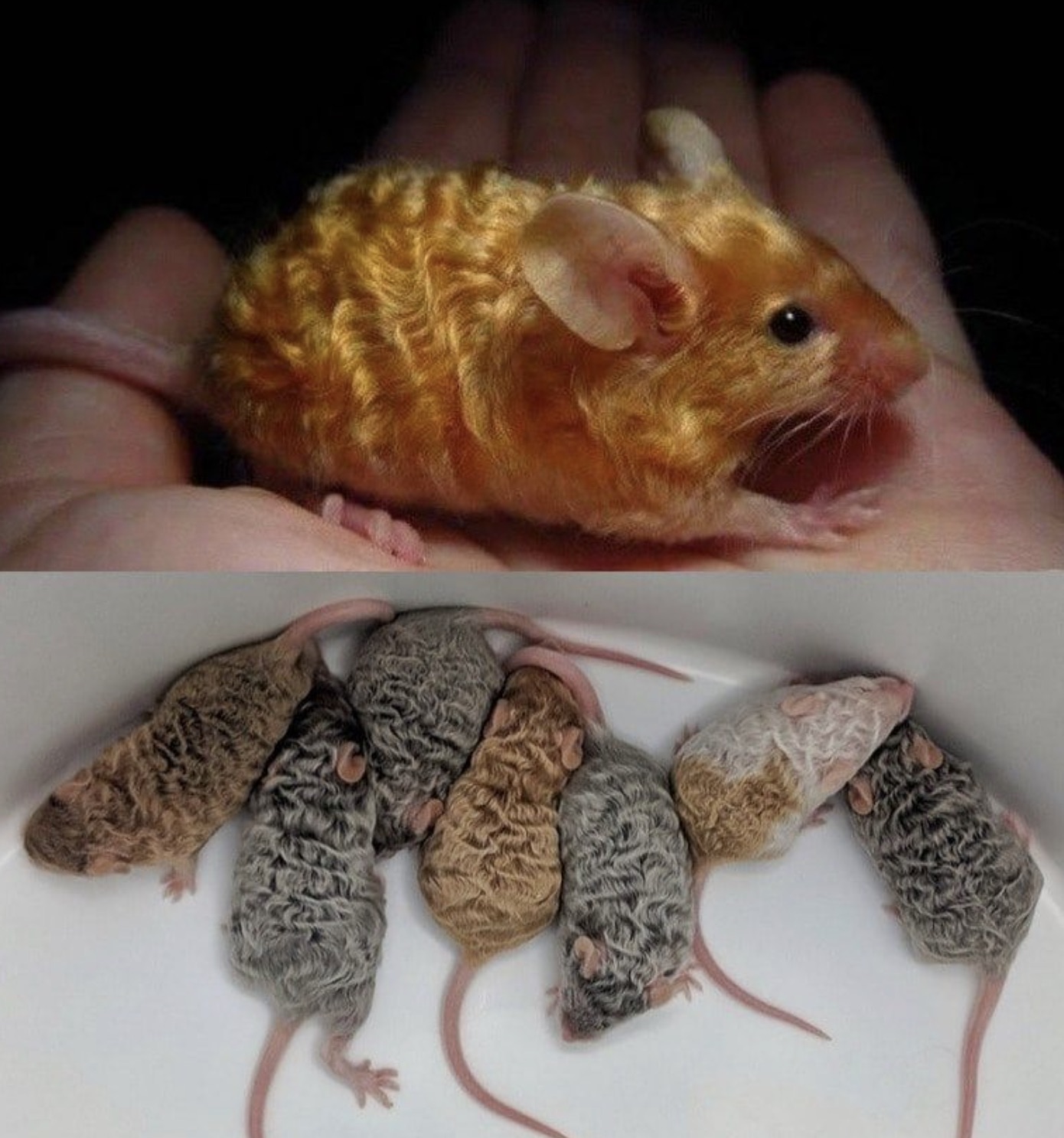 golden curly mouse